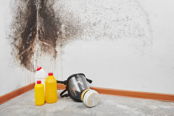 Best Bathroom Mold Remediation in North Branch, MI