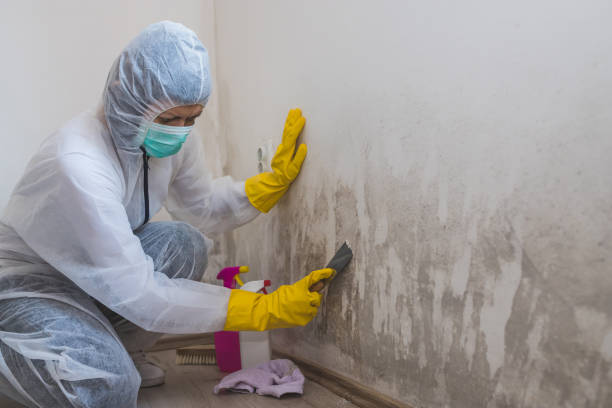 Best Residential Mold Remediation in North Branch, MI