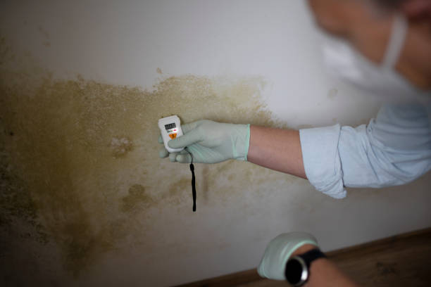 Best DIY Mold Remediation Support Services in North Branch, MI