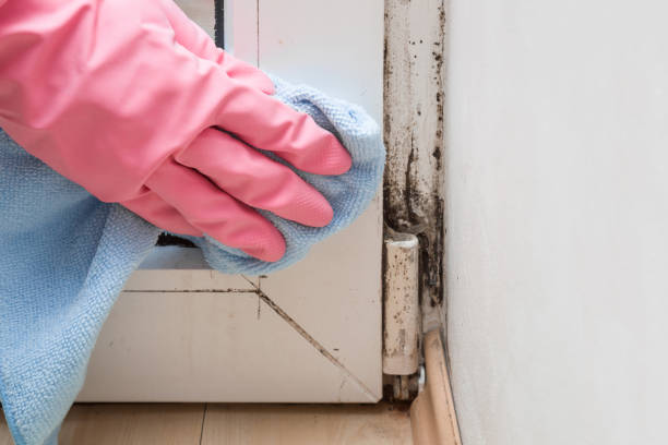 Professional Mold Remediation in North Branch, MI